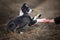 playful border collie puppy gives paws to owner hand outdoors