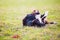 Playful border collie purebred dog playing outdoors rolling around down in the green grass. Adorable puppy enjoying a sunny day