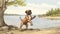 Playful Boxer Puppy Illustration On The Shores Of Ontario