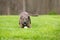 A playful brindle mixed breed dog with a ball