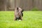 A playful brindle mixed breed dog pouncing on a ball