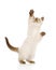 Playful British Shorthair Kitten with raised paw. isolated on wh