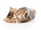 Playful british tabby kitten. isolated on white background