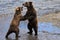 Playful Brown Bear Cubs in Katmai National Park and Preserve