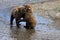 Playful Brown Bear Cubs in Katmai National Park and Preserve