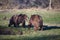 Playful brown bears by the water