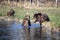 Playful brown bears by the water