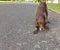 Playful Brown Dog