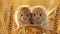 Playful brown and white mice exploring a picturesque wheat field bathed in golden sunlight