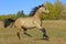 Playful Buckskin Colt running at pasture