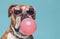 Playful bulldog wearing pink sunglasses blows a bubblegum bubble on a blue background. Wildlife Animals. Pet