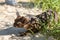 Playful Burma cat wearing harness is hunting on beach, young brown cat with leash plays on sand in summer