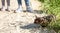 Playful Burmese cat wearing harness and its owner on beach, young brown cat with leash plays on sand