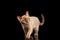 Playful Burmese kitten Isolated black Walking and Curiously Looking up