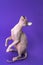 Playful Canadian Sphynx Cat of color blue mink and white standing on rear paws on violet background