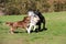 Playful canines running and frolicking in a lush green field