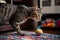 Playful cat chasing a toy, providing endless entertainment and laughter. Generative AI