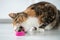 Playful cat eating toy ball in plastic case from catnip for healthy clean teeth at home. Pet lovers