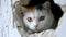 Playful cat peeking through hole in bright white paper background, curious feline animal portrait