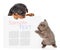 Playful cat and rottweiler puppy peeking from behind empty board