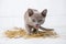 playful cat in the straw on a white wooden floor jumps, hunts, stands on its hind legs. T