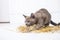 playful cat in the straw on a white wooden floor jumps, hunts, stands on its hind legs. T