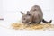 playful cat in the straw on a white wooden floor jumps, hunts, stands on its hind legs. T