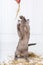 playful cat in the straw on a white wooden floor jumps, hunts, stands on its hind legs. T