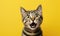 Playful cat with a surprised expression. AI generative