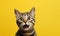 Playful cat with a surprised expression. AI generative