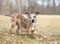 A playful Catahoula Leopard Dog mixed breed in a play bow position