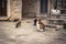 Playful cats waiting for food in old Europe city street in vintage style