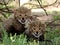 Playful cheetah cubs