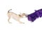 Playful chihuahua puppy with shiny purple tinsel