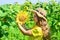 Playful child girl harvesting beautiful sunflowers at farm, gardening concept