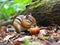 Playful chipmunk snacks on acorn