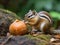 Playful chipmunk snacks on acorn