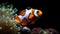 A playful closeup of a curious clown fish exploring their aquarium shows a large city teenager embedded in gemstones with an