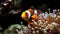 A playful clown fish exploring the deep sea in an orange uniform