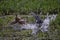 Playful couple of common coot and wild duck having fun in the pond