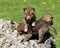 Playful coyote pups