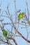 A playful Cuban Parakeet feeding on wild fruits