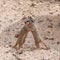 Playful and curious suricates in a small open resort closeup