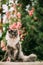 Playful Cute Curious Funny Maine Coon Cat With White-black Marble Fur Color Sit On Walkway. Flower Background. Amazing