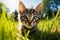 Playful Cute Kitten in Sunlit Grass