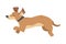Playful Dachshund Dog, Happy Funny Pet Animal with Light Brown Coat Cartoon Vector Illustration