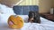 Playful dachshund lies with soft toy in form of winking smiley face showing tongue on bed at home or in dog-friendly