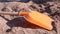 Playful dachshund puppy runs to take toy shovel on beach