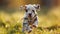 Playful dalmatian puppy frolicking in a meadow, a lively bundle of energy in a field of green