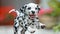 Playful dalmatian puppy frolicking in meadow, showcasing its adorable spotted beauty